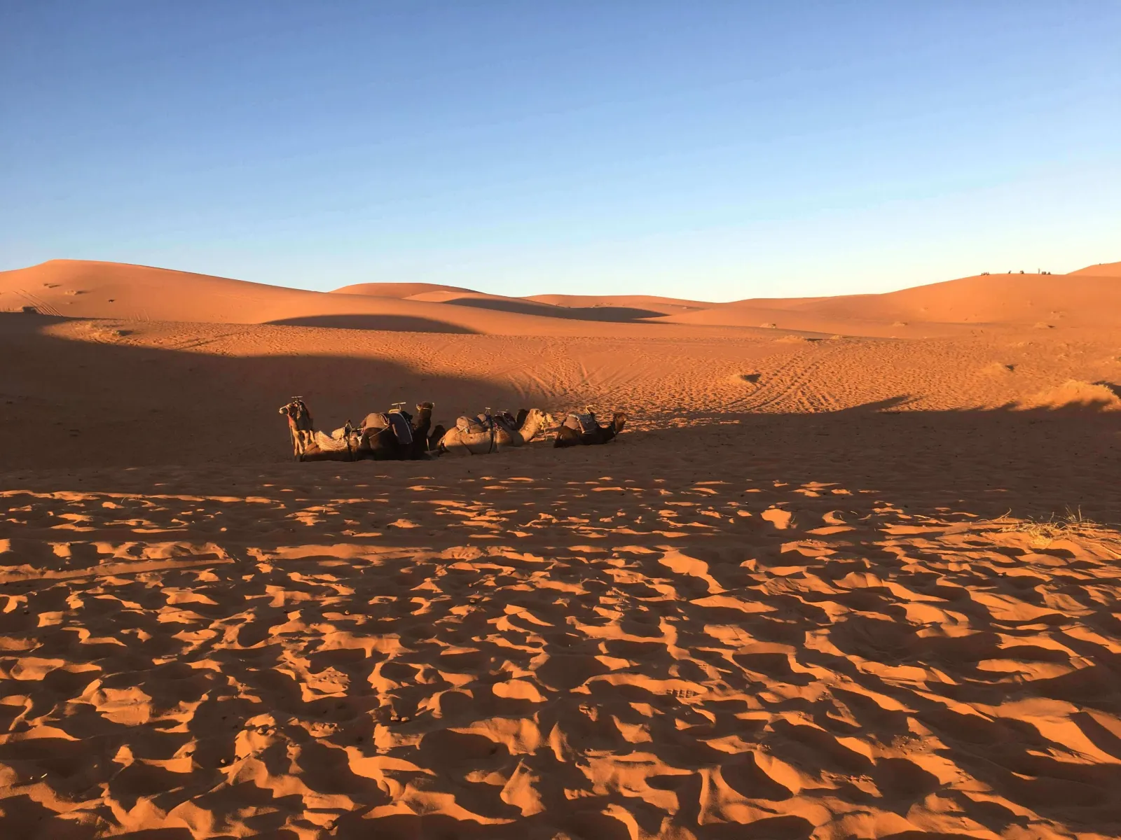 Camel-Ride-Experince--1-.jpg