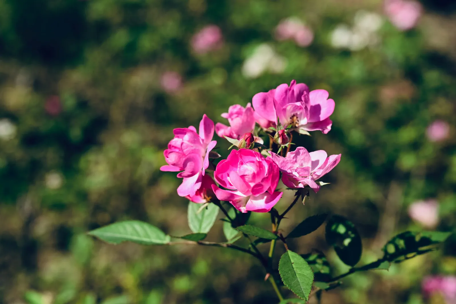 Valley of Roses, Morocco: Rose Festival and Route