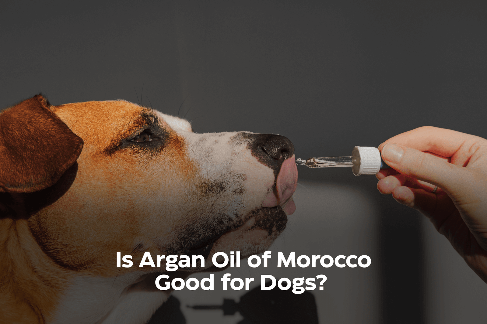 Is Argan Oil Good for Dogs? [Direct Answer]
