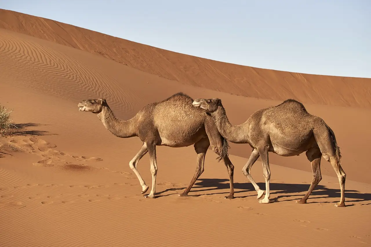 Ultimate Guide to the Sahara Desert Trek: Explore the Majestic Dunes