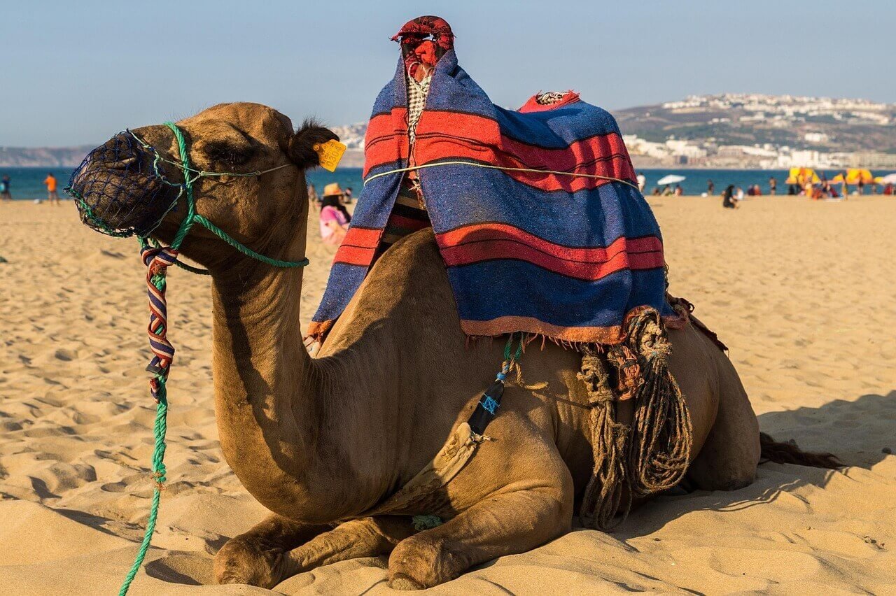 Is a Sahara Camel Ride Worth It? The Honest Truth | Morocco Classic Tours