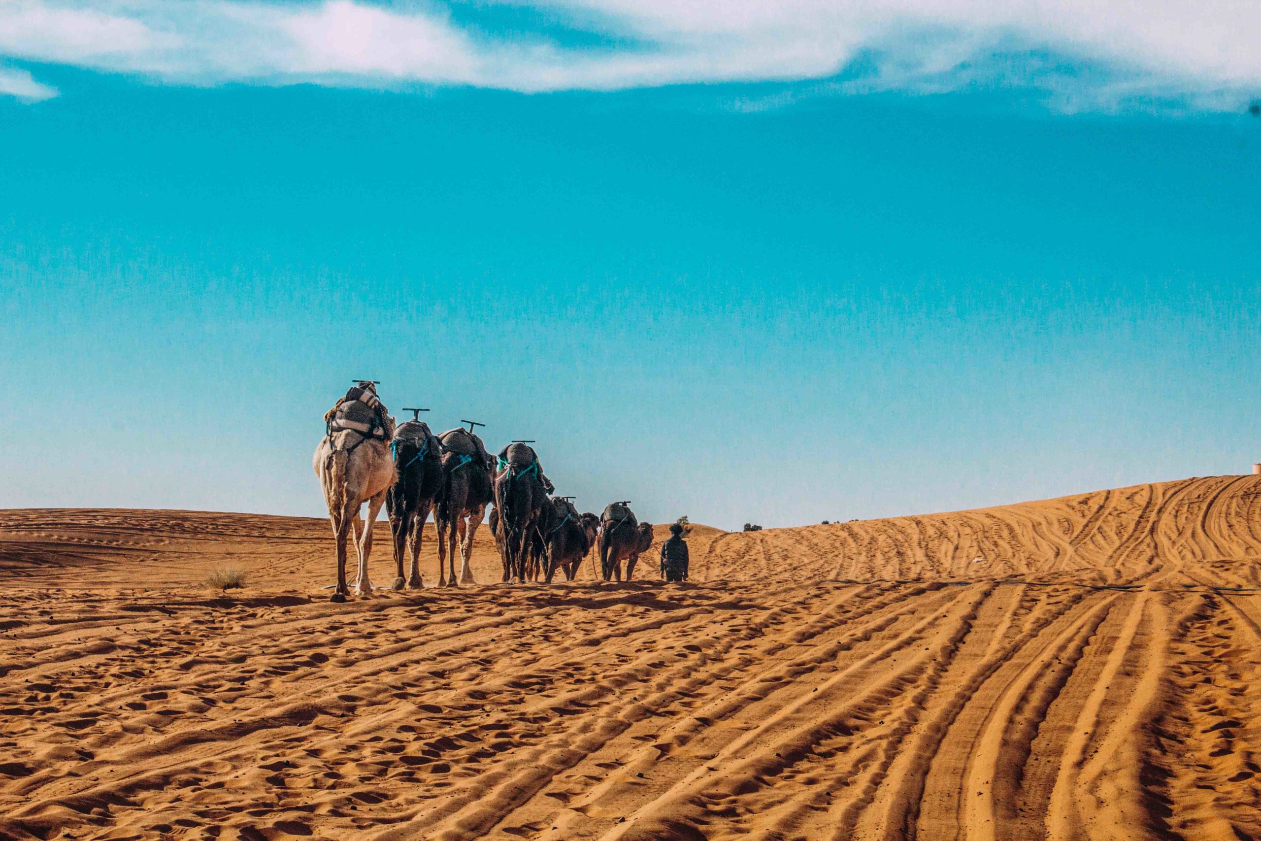 Camels in desert morocco