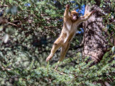 Cedar Forest Baby Ape Leaping