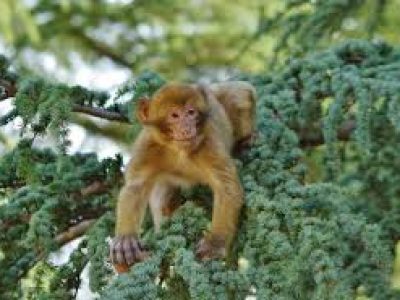 Cedar Forest Baby Ape