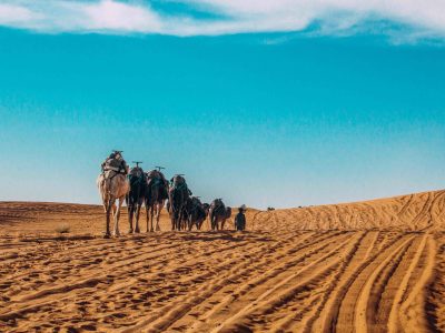 Camels in desert morocco